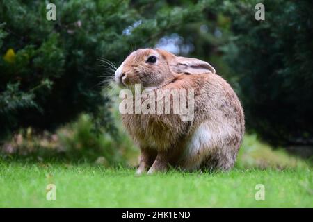 Großes Kaninchen aus der Nähe sitzt auf grünem Gras im Park. Bäume im unscharfen Hintergrund Stockfoto