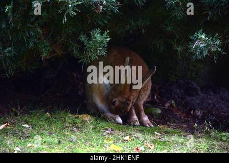 Ein Hase sitzt unter einem Busch in verschwommenem Schatten. Es ist schwer zu erkennen, der Fokus ist absichtlich verschwommen. Seine Ohren werden an seinen Kopf gedrückt Stockfoto