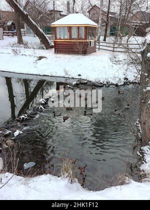 Viele wilde Enten und Draken schwimmen auf dem Winterfluss in der Nähe des künstlichen Wasserfalls in der Nähe des Pavillons Stockfoto