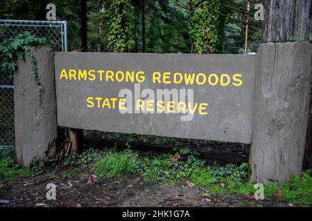 Armstrong Redwoods ist ein kleiner Stand von Redwood-Bäumen im Norden von Guerneville, Kalifornien. Stockfoto