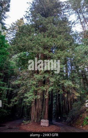 Armstrong Redwoods ist ein kleiner Stand von Redwood-Bäumen im Norden von Guerneville, Kalifornien. Stockfoto