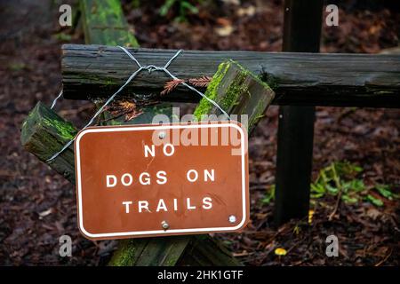 Armstrong Redwoods ist ein kleiner Stand von Redwood-Bäumen im Norden von Guerneville, Kalifornien. Stockfoto