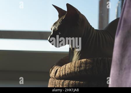 Sphynx haarlose Katze ruht. Liebenswert reinrassige Haustier. Haustier Stockfoto