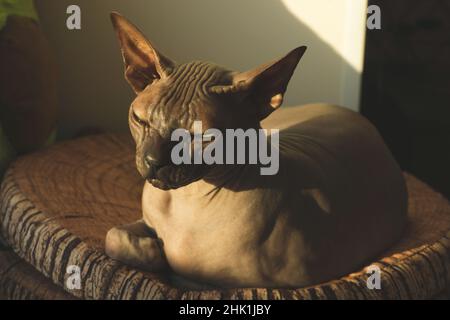 Sphynx haarlose Katze ruht. Liebenswert reinrassige Haustier. Haustier Stockfoto