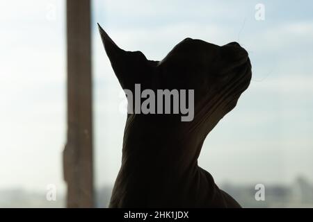 Sphynx Katze Silhouette. Liebenswert Haustier. Haustier Stockfoto