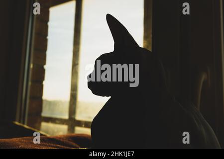 Sphynx Katze Silhouette. Liebenswert Haustier. Haustier Stockfoto