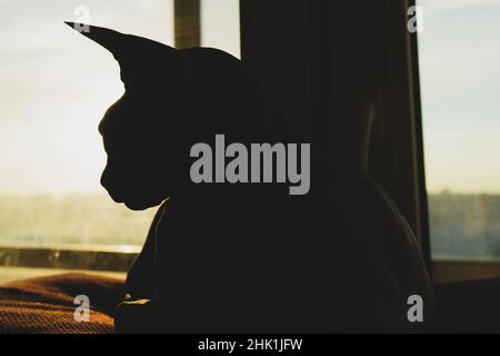 Sphynx Katze Silhouette. Liebenswert Haustier. Haustier Stockfoto