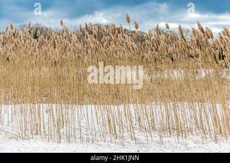 Getrocknetes braunes Strandgras im Schnee Stockfoto