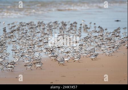 Eine Gruppe von Sanderlingen, die im Sommer am Strand laufen, Bretagne (Frankreich) Stockfoto