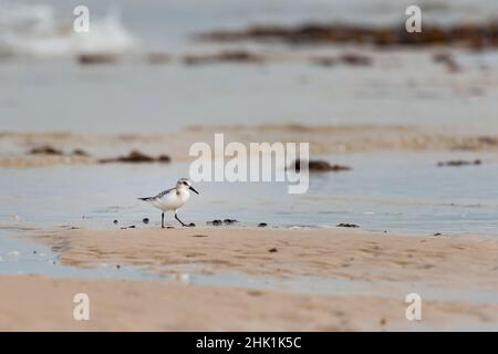 Ein sanderling, der im Sommer am Strand läuft, Bretagne (Frankreich) Stockfoto