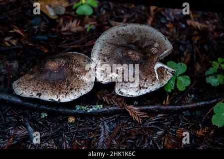Armstrong Redwoods ist ein kleiner Stand von Redwood-Bäumen im Norden von Guerneville, Kalifornien. Stockfoto