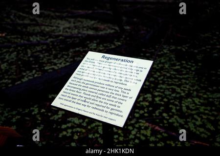 Armstrong Redwoods ist ein kleiner Stand von Redwood-Bäumen im Norden von Guerneville, Kalifornien. Stockfoto
