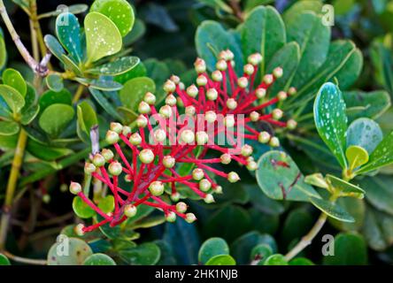 Exotische Blütenpflanze (Norantea brasiliensis) Stockfoto