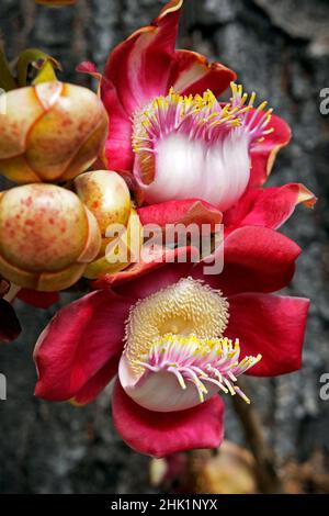 Cannonball-Baumblumen (Couroupita guianensis) Stockfoto