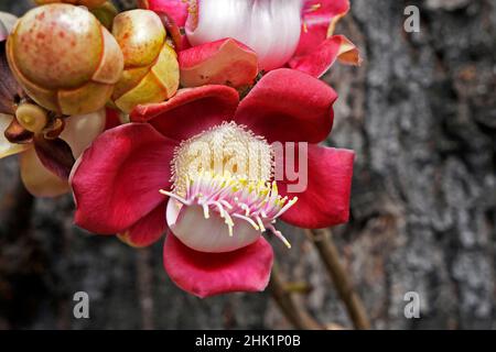 Cannonball-Baumblumen (Couroupita guianensis) Stockfoto