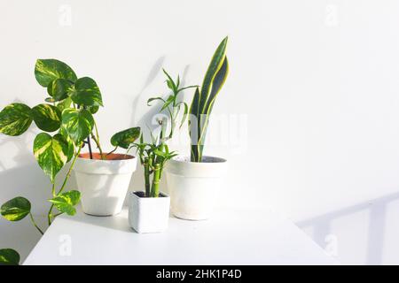 Stilvoller Garten mit Teufeln, Efeu, Schlangen und Bambuspflanzen Stockfoto