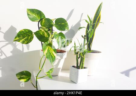 Stilvoller Garten mit Teufeln, Efeu, Schlangen und Bambuspflanzen Stockfoto