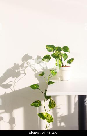 Teufelsefeupflanze im Innenbereich in einem weißen Topf mit Sonnenschatten Stockfoto