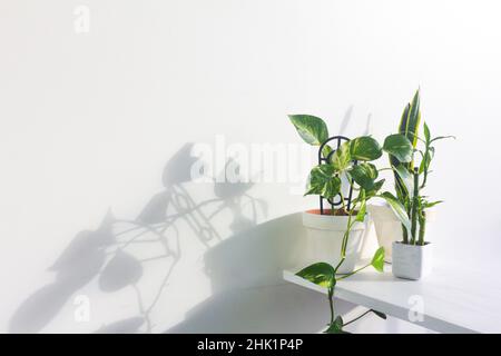 Stilvoller Garten mit Teufeln, Efeu, Schlangen und Bambuspflanzen Stockfoto