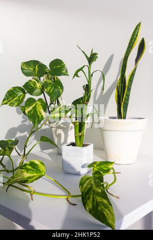 Stilvoller Garten mit Teufeln, Efeu, Schlangen und Bambuspflanzen Stockfoto