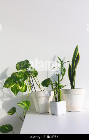 Stilvoller Garten mit Teufeln, Efeu, Schlangen und Bambuspflanzen Stockfoto