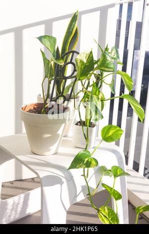 Stilvoller Garten mit Teufeln, Efeu, Schlangen und Bambuspflanzen Stockfoto