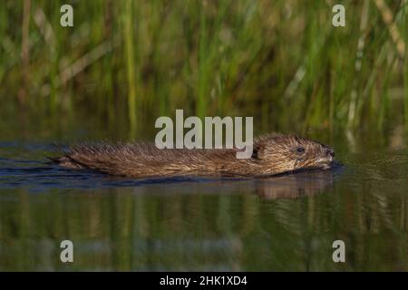 Bisamratte schwimmt in einem nördlichen Wisconsin Lake. Stockfoto