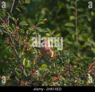 Zedernwachse in einem Beerenbusch. Stockfoto