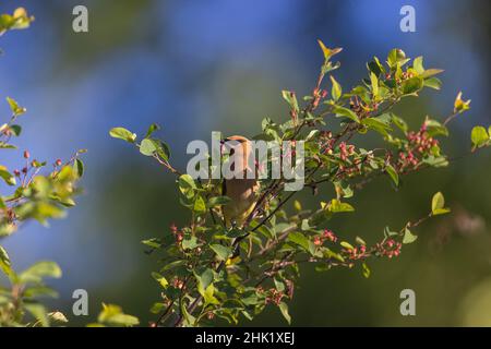 Zedernwachse in einem Beerenbusch. Stockfoto