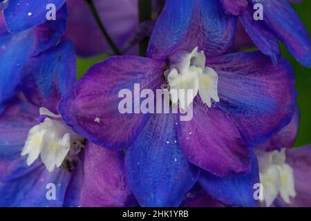 Nahaufnahme eines blauen und violetten Delphiniums in einem Sommergarten. Stockfoto