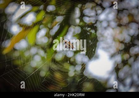 Eine Krabbenspinne oder ein Spinnweben (Gasteracantha cancriformis) warten in ihrem Netz. Das Bild wurde in Ialibu, SHP, Papua-Neuguinea (PNG) aufgenommen. Stockfoto