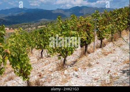 Weinbauindustrie auf der Insel Zypern, Blick auf zypriotische Weinberge mit wachsenden Weinpflanzen an den Südhängen des Troodos-Gebirges Stockfoto