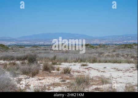 Zu Fuß zum Limassol Salzsee, sonnengetrocknetes Gras und Blick auf Limassol am Horizont in suny Tag Stockfoto