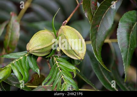 Grüne Pekannüsse reifen auf Plantagen von Pekannüssen auf Zypern in der Nähe von Paphos Stockfoto