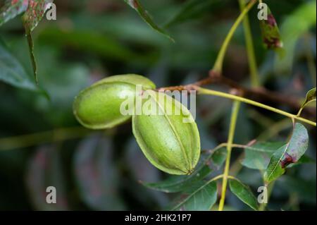 Grüne Pekannüsse reifen auf Plantagen von Pekannüssen auf Zypern in der Nähe von Paphos Stockfoto