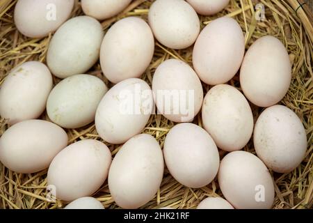 Rohe Bio-Whhite-Eier im Weidenkorb Stockfoto