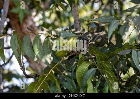 Grüne Pekannüsse reifen auf Plantagen von Pekannüssen auf Zypern in der Nähe von Paphos Stockfoto