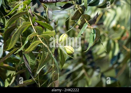 Grüne Pekannüsse reifen auf Plantagen von Pekannüssen auf Zypern in der Nähe von Paphos Stockfoto