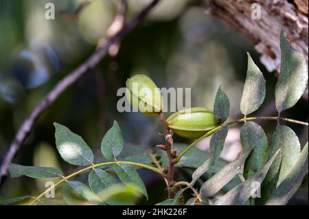 Grüne Pekannüsse reifen auf Plantagen von Pekannüssen auf Zypern in der Nähe von Paphos Stockfoto