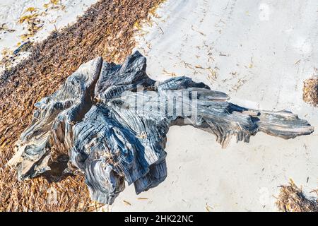 Treibholz und Algen am weißen Sandstrand Stockfoto