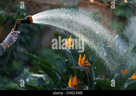 Gärtner wässern blühende strelitzia reginae in Orangerie oder Gewächshaus. Floristin Pflege von Pflanzen Stockfoto