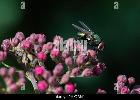 Nahaufnahme einer Fliege auf einer Dornblüte im Morgenlicht. Stockfoto