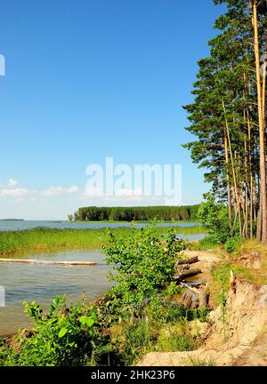 Gefällte Baumstämme am Ufer eines großen Sees, der mit Schilf überwuchert ist, und am Rand eines Nadelwaldes. Nowosibirsk Stausee und Karakan Wald, Si Stockfoto