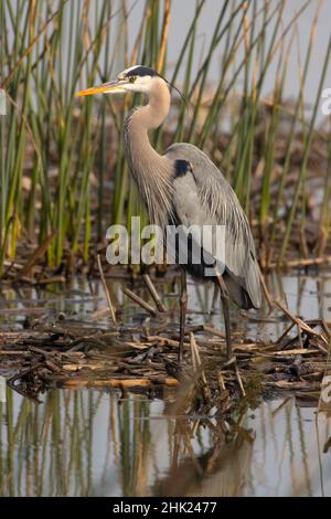 Blaureiher (Ardea herodias), Merced National Wildlife Refuge, Kalifornien Stockfoto