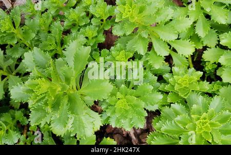 Blumenhintergrund von jungen grünen Sukkulenten, Blumen in einem Blumenbeet, Draufsicht, Frühling im Park. Stockfoto