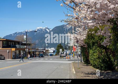 West Vancouver, BC, Kanada - April 13 2021 : Blick auf die Horseshoe Bay Straße. Kirschblüten blühen im Frühling. Stockfoto