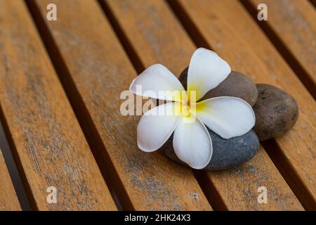 Weiße Plumeria Blume mit Flussstein auf Holz Hintergrund Stockfoto