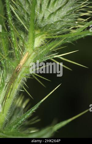Schwanzspinne (Argiope protensa) auf der Distel des Scotch Stockfoto