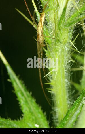 Schwanzspinne (Argiope protensa) auf der Distel des Scotch Stockfoto