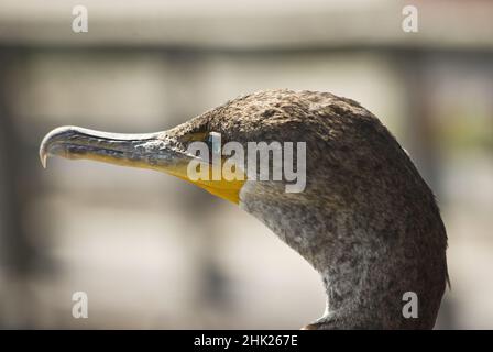 Nahaufnahme eines Kormoran-Vogels im Everglades National Park in Everglades, Florida Stockfoto